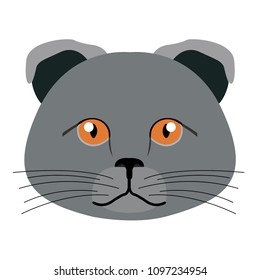 Scottish fold cat avatar. Cat breeds