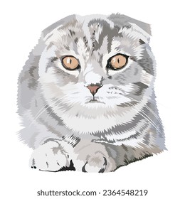 scottish fold cat illustration isolated on white