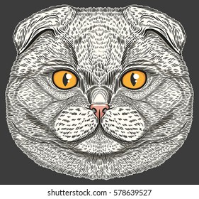 Scottish Fold cat portrait hand drawn in lines. Stylized doodle isolated vector illustration