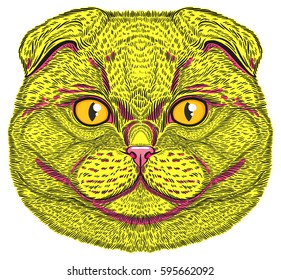 Scottish Fold cat portrait hand drawn in lines. Stylized doodle isolated vector illustration