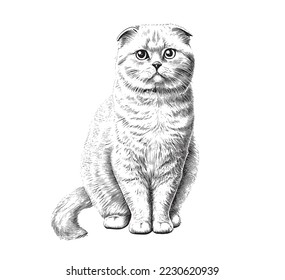 Scottish fold cat portrait sketch hand drawn sketch  engraving style vector illustration 