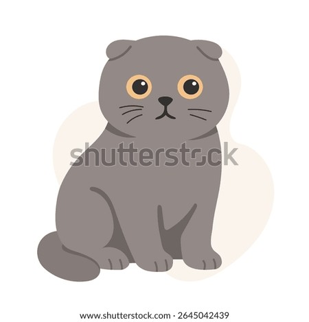 Scottish fold cat with rounded face and folded ears sits quietly. This scottish fold cat design highlights classic features of scottish fold cat breed.