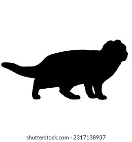 Scottish Fold cat silhouette cat breeds vector