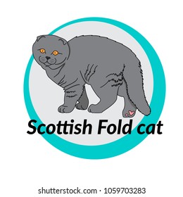 Scottish Fold cat. Vector, EPS8