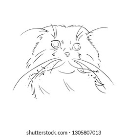 a scottish fold cat vector illustration