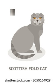 Scottish fold cat - vector illustration in flat style