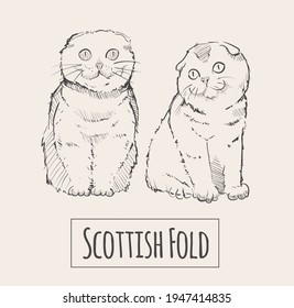 Scottish Fold cats, sketch hand drawn