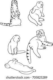 Scottish Fold sketch