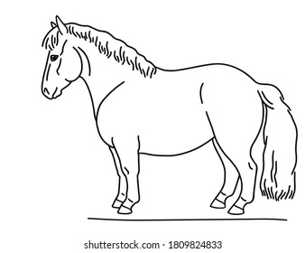 Scottish pony, drawing from the side