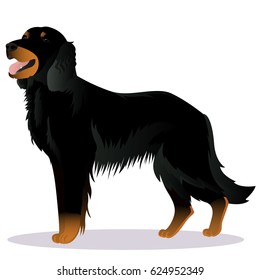 Scottish Setter dog