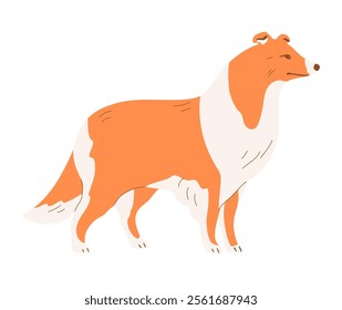 Scottish Shepherd Collie. A purebred dog with red fur. Pet friend. Flat vector illustration isolated on white background