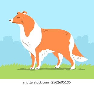 Scottish Shepherd Collie. A purebred dog with red fur. Pet friend. Flat vector illustration