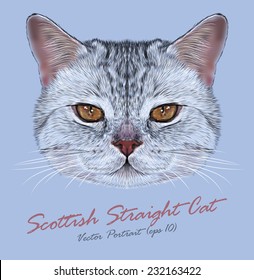 Scottish straight cat animal cute face. Vector happy gray tabby stripe pattern Scottish kitten head portrait. Realistic fur portrait of Scottish orange eyes kitty isolated on blue background.