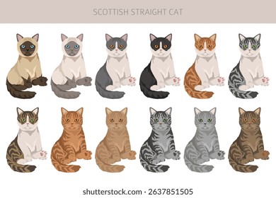 Scottish Straight Cat clipart. All coat colors set.  All cat breeds characteristics infographic. Vector illustration
