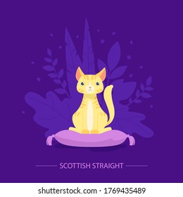 Eine schottische gerade Katze sitzt auf einem Kissen, hinter einer Pflanze. Durchdachte Instanz. Katzen-Show. Seltene Rasse. Schöne Farbe.