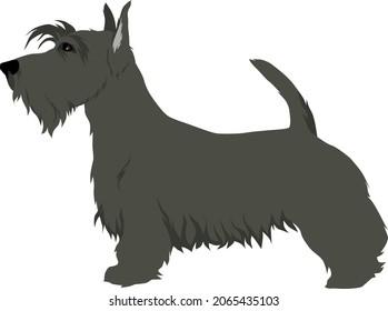 Scottish terrier colored vector illustration