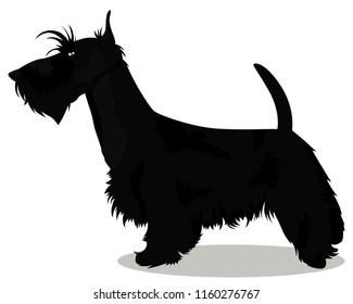 Scottish terrier dog