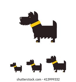 Scottish terrier dog
