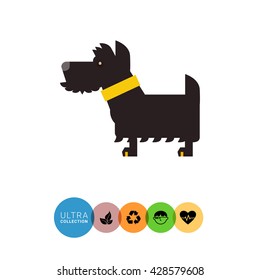 Scottish terrier dog