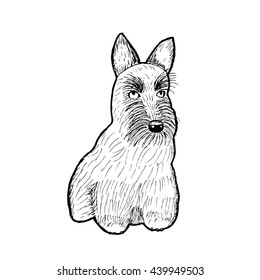 Scottish Terrier dog breed. Outline vector illustration.