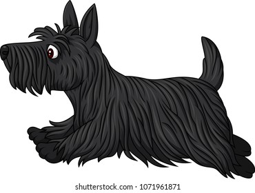 Scottish terrier dog breed running