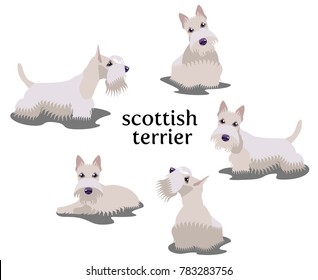 Scottish Terrier dog in different poses isolated on white background. Vector illustration, clip art, cartoon.
