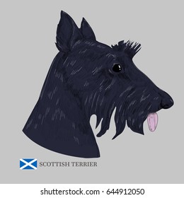 Scottish terrier dog portrait. Hand drawn dog sketch and flag of Scotland.