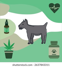 Scottish Terrier dog vector with cannabidiol (CBD) drops, cannabis plant, dog vitamins, and heart cardiogram on eco-friendly green background for natural pet care.