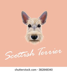 Scottish Terrier Dog. Vector Illustrated Portrait of Dog on pink background.