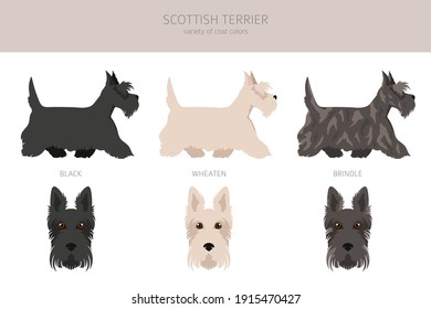 Scottish terrier dogs in different poses and coat colors. Adult and puppy scottie set.  Vector illustration