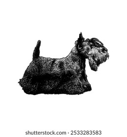 Scottish Terrier mão desenhando vetor isolado no fundo branco.