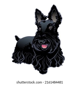 The Scottish Terrier on white background. Vector illustration.