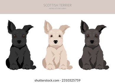 Scottish terrier puppies in different  coat colors. Puppy scottie set.  Vector illustration