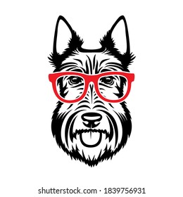 Scottish terrier with red eyeglasses Scottie dog isolated vector illustration