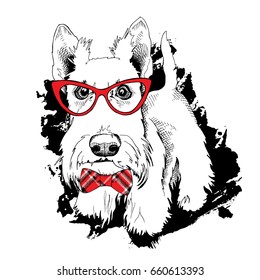 Scottish Terrier in a red glasses and in a checkered bow tie on a black grunge background. Vector illustration.