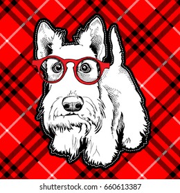 Scottish Terrier in a red glasses on a checkered background. Vector illustration.