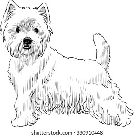 scottish terrier sketch