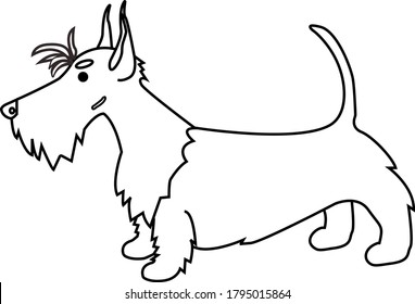 Scottish terrier in the vector. Funny dog. Illustration of white Scottish terrier . Line drawing of red scottish terrier