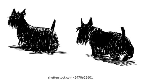 Scottish terriers, dogs black, two domestic animals walking, back view, realistic sketch, hand drawing vector isolated on white