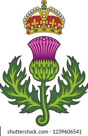 Scottish thistle .Symbol of Scotland