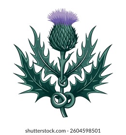 Scottish thistle vector Line art in Celtic style flower illustration