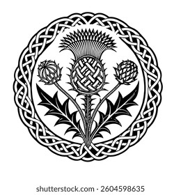 Scottish thistle vector Line art in Celtic style flower illustration