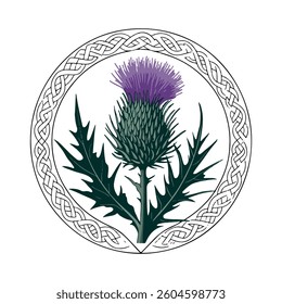 Scottish thistle vector Line art in Celtic style flower illustration