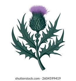 Scottish thistle vector Line art in Celtic style flower illustration