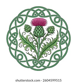 Scottish thistle vector Line art in Celtic style flower illustration