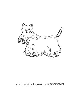 A scotty dog or Scottish Terrier,  hand drawn side profile facing left in black and white in a sketch style. Vector of a dog. 