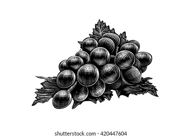 Scraper-board etching style illustration of a bunch of grape with vine leaves.