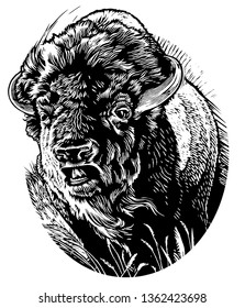 Scratch board illustration of Bison.