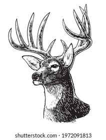 Scratch board illustration of buck