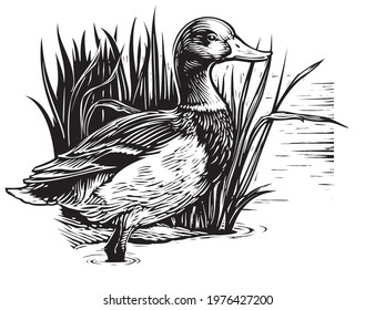 Scratch board illustration of duck